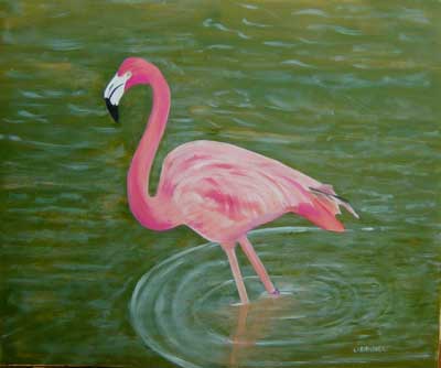 Flamant-rose